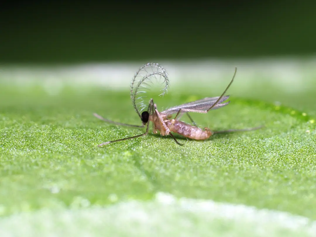 Aphidoletes aphidimyza adult